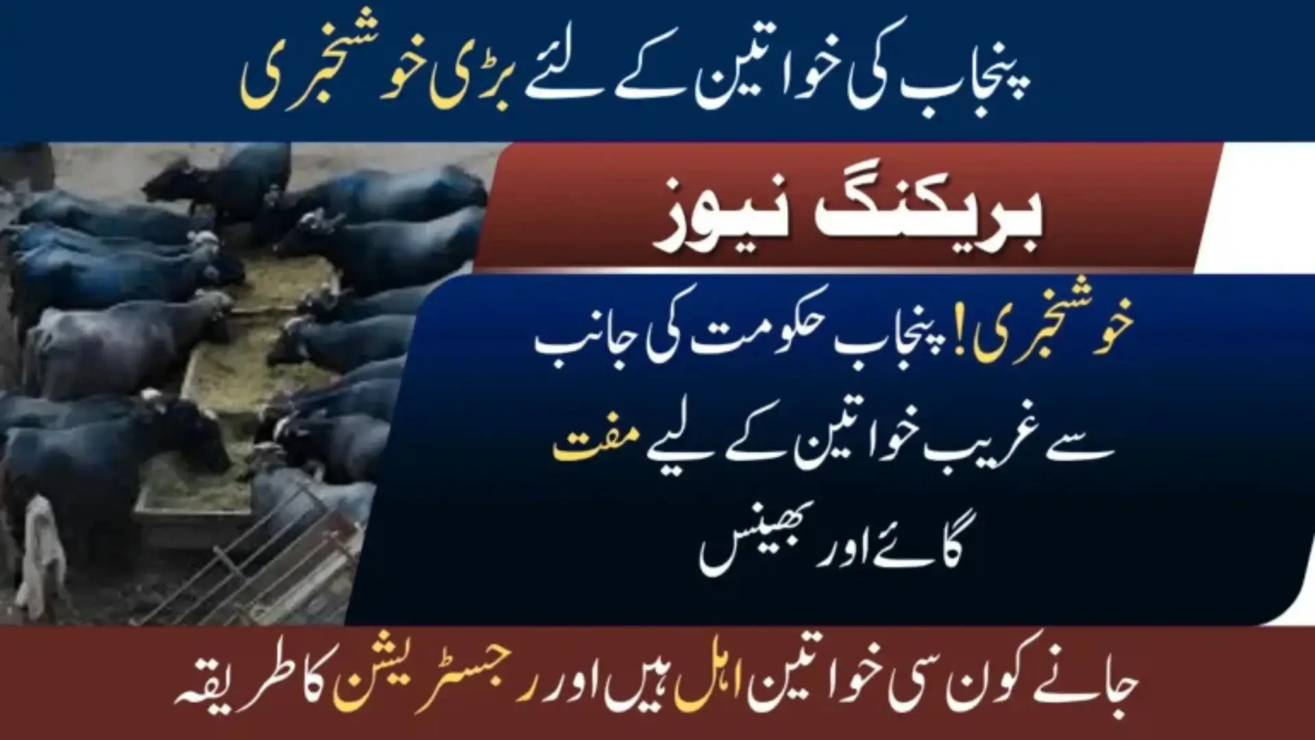 Livestock Scheme Free Cows &amp; Buffaloes for Rural Women